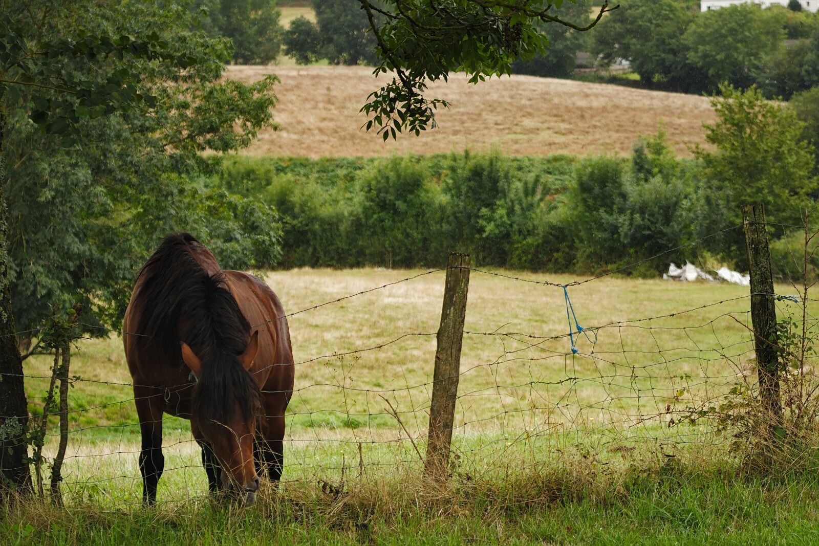 Canon EOS 80D sample photo. Horse, pre, nature photography