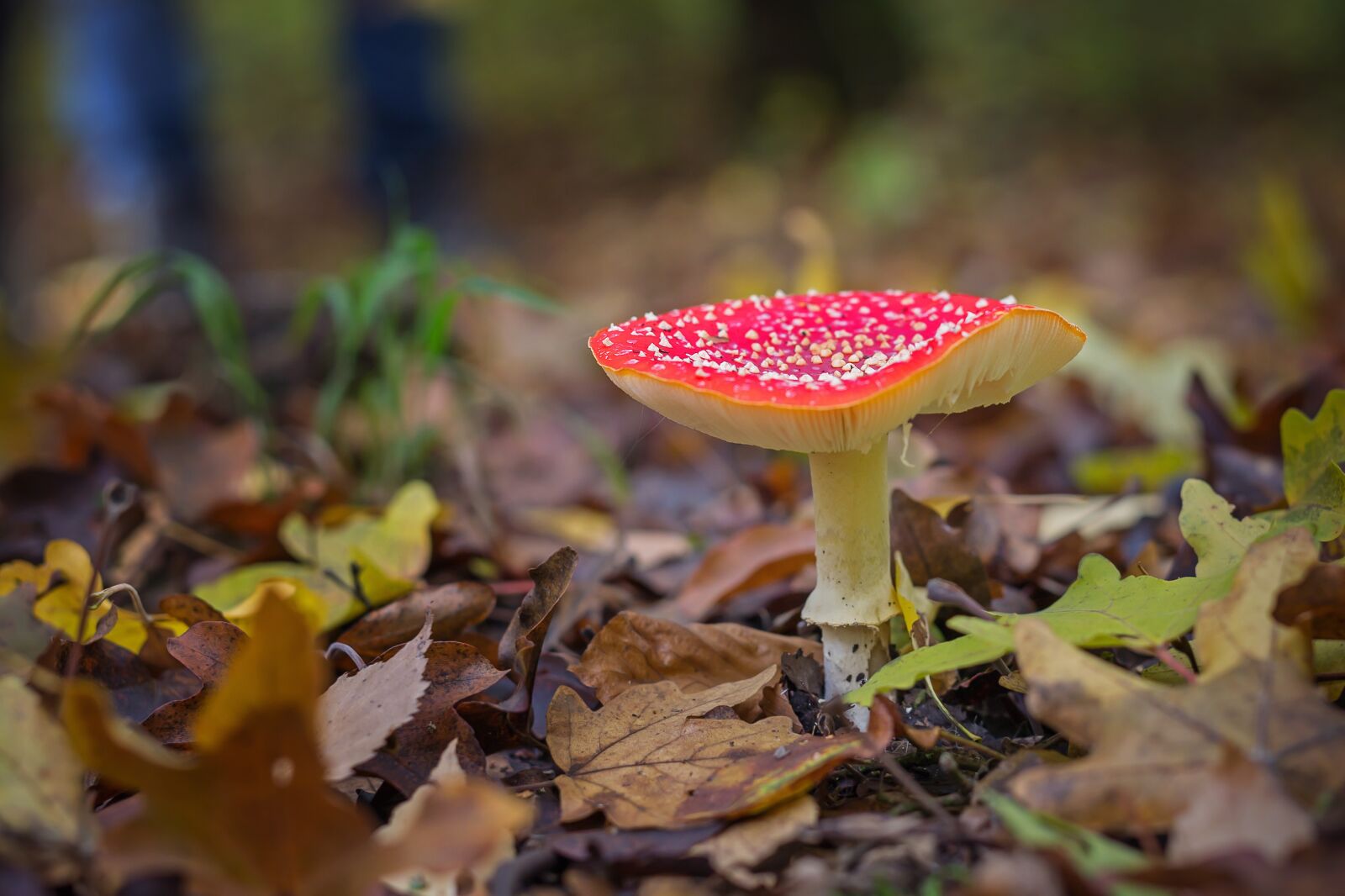 Canon EOS 5D Mark III sample photo. Fly agaric, mushroom, red photography