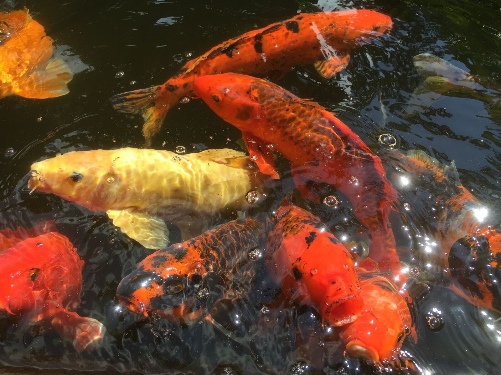 iPhone 6 Plus back camera 4.15mm f/2.2 sample photo. Fish, koi, pond photography