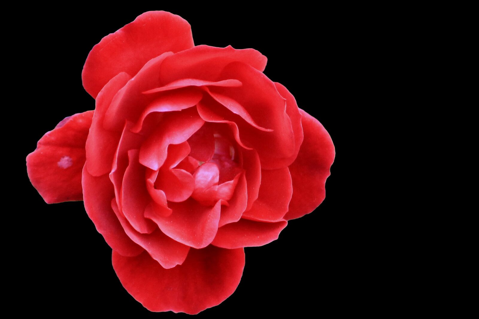 Canon EOS 1100D (EOS Rebel T3 / EOS Kiss X50) sample photo. Rose, red, red rose photography