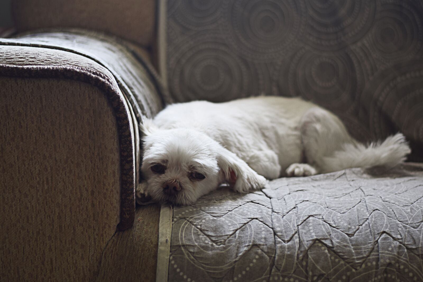 Nikon D5300 sample photo. Dog, pet, animal photography