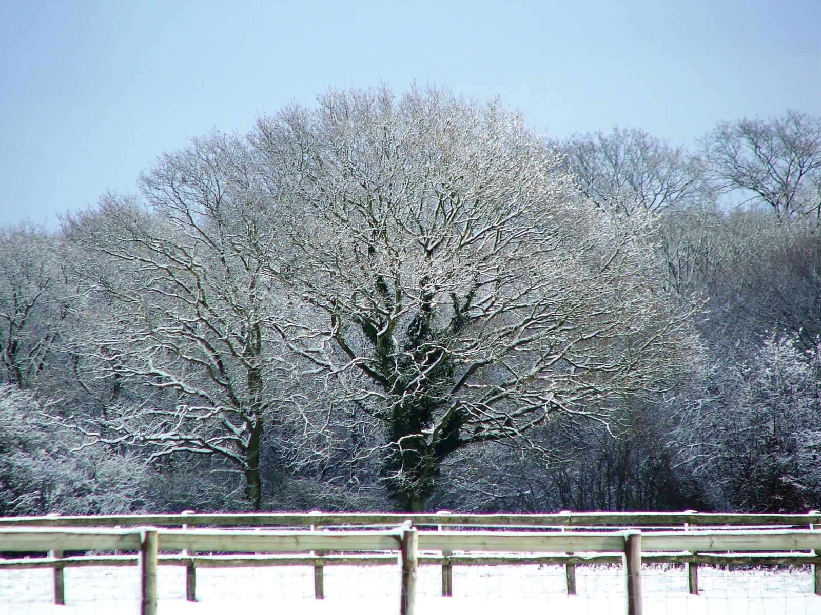 Fujifilm FinePix S5500 sample photo. Snow, tree, kent photography
