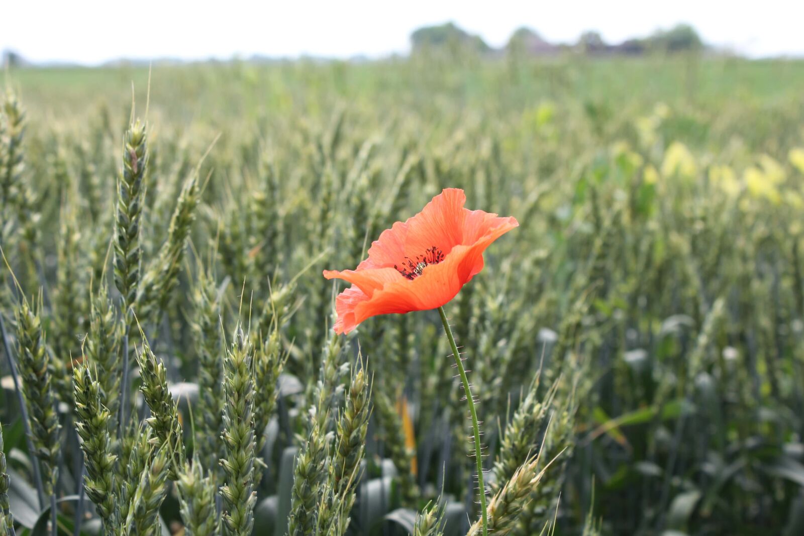 Canon EF-S 18-55mm F3.5-5.6 IS sample photo. Red, opium poppy, flower photography