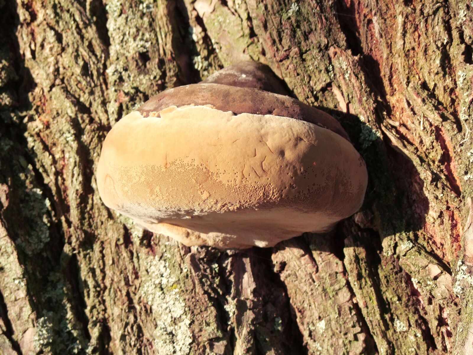 Fujifilm FinePix S100fs sample photo. Spunk, mushroom, log photography