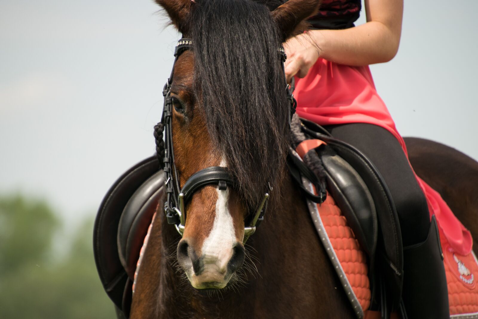 Nikon D3300 sample photo. Ride, horse, reiter photography
