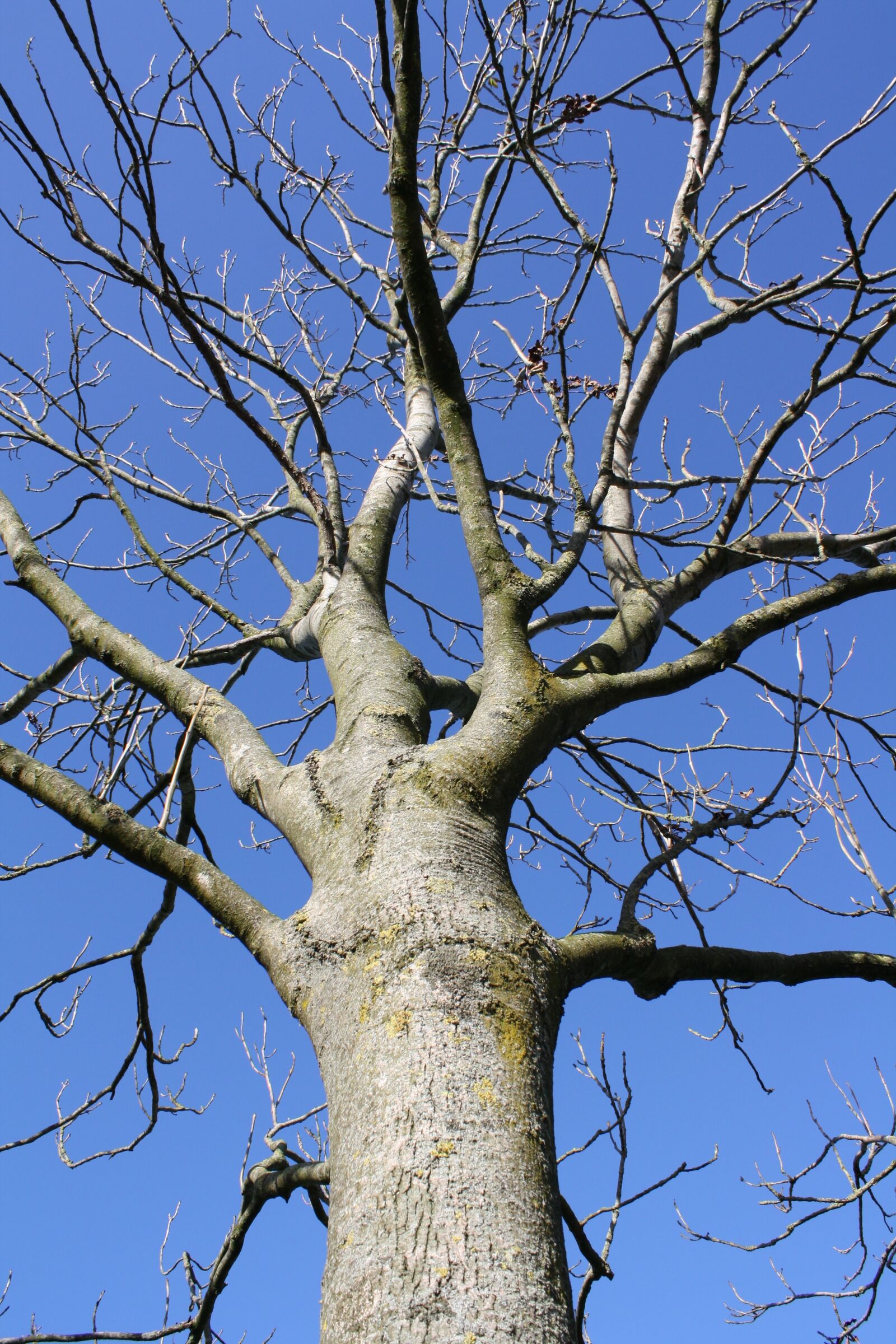 Canon EOS 1000D (EOS Digital Rebel XS / EOS Kiss F) sample photo. Tree, oak, nature photography