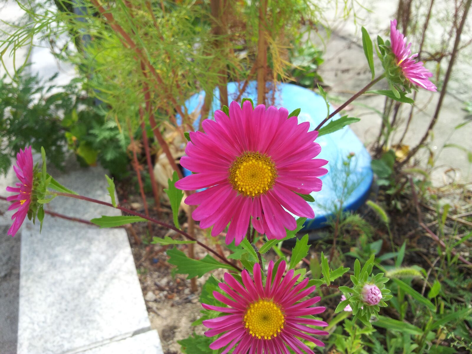 Samsung Galaxy S2 sample photo. Spring, flowers, nature photography
