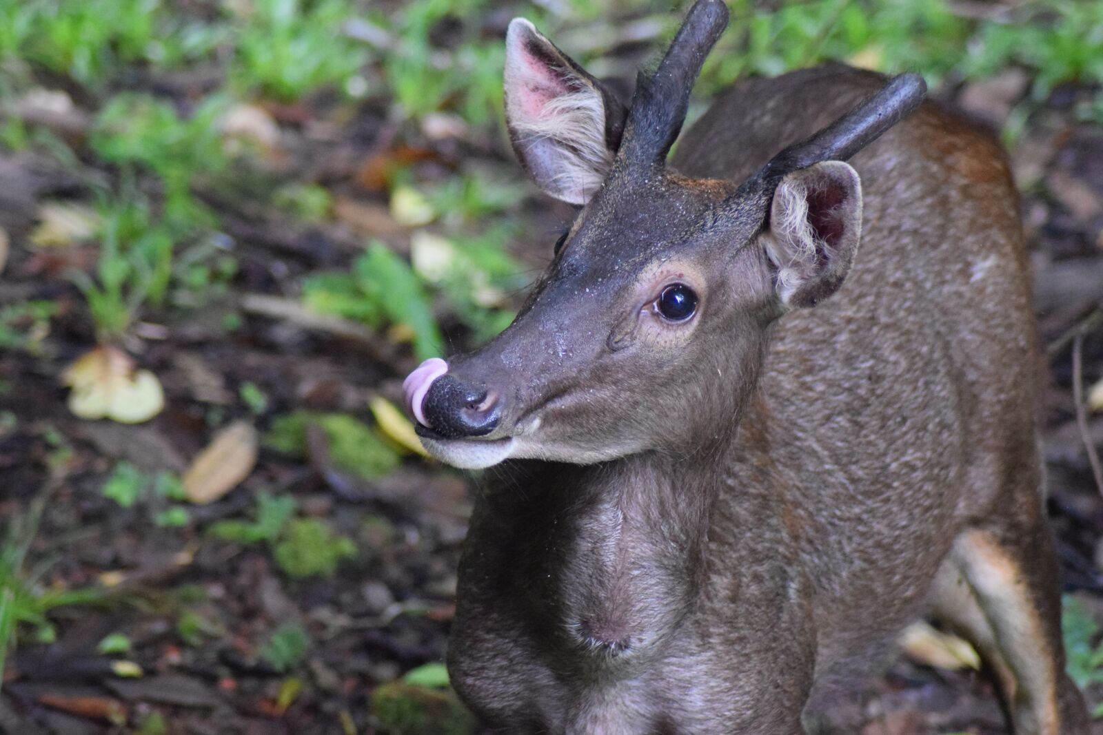 Nikon D5300 sample photo. Deer, sambar deer, sambar photography