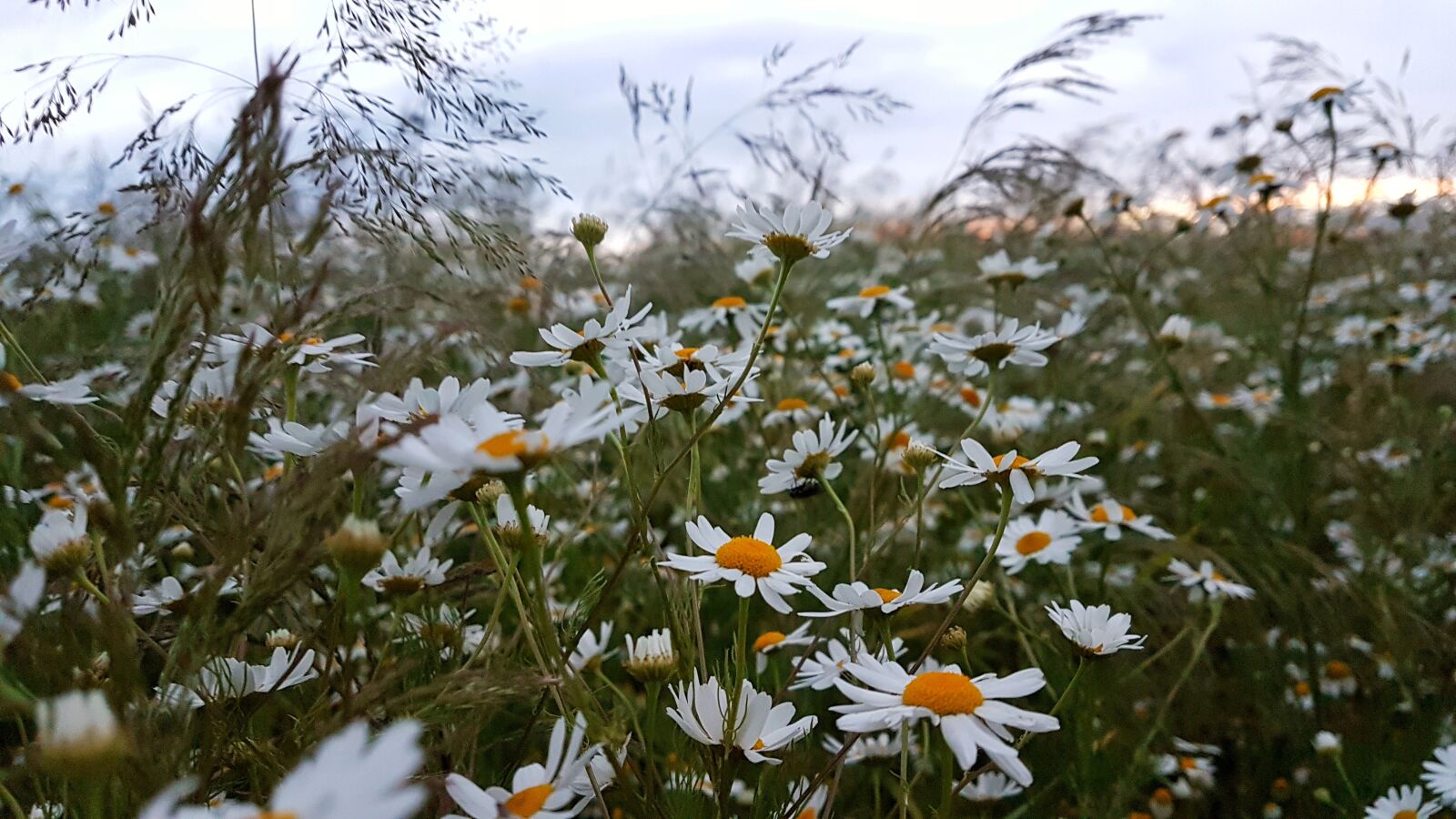 Samsung Galaxy S7 Edge sample photo. Blue, daisy, cloud photography