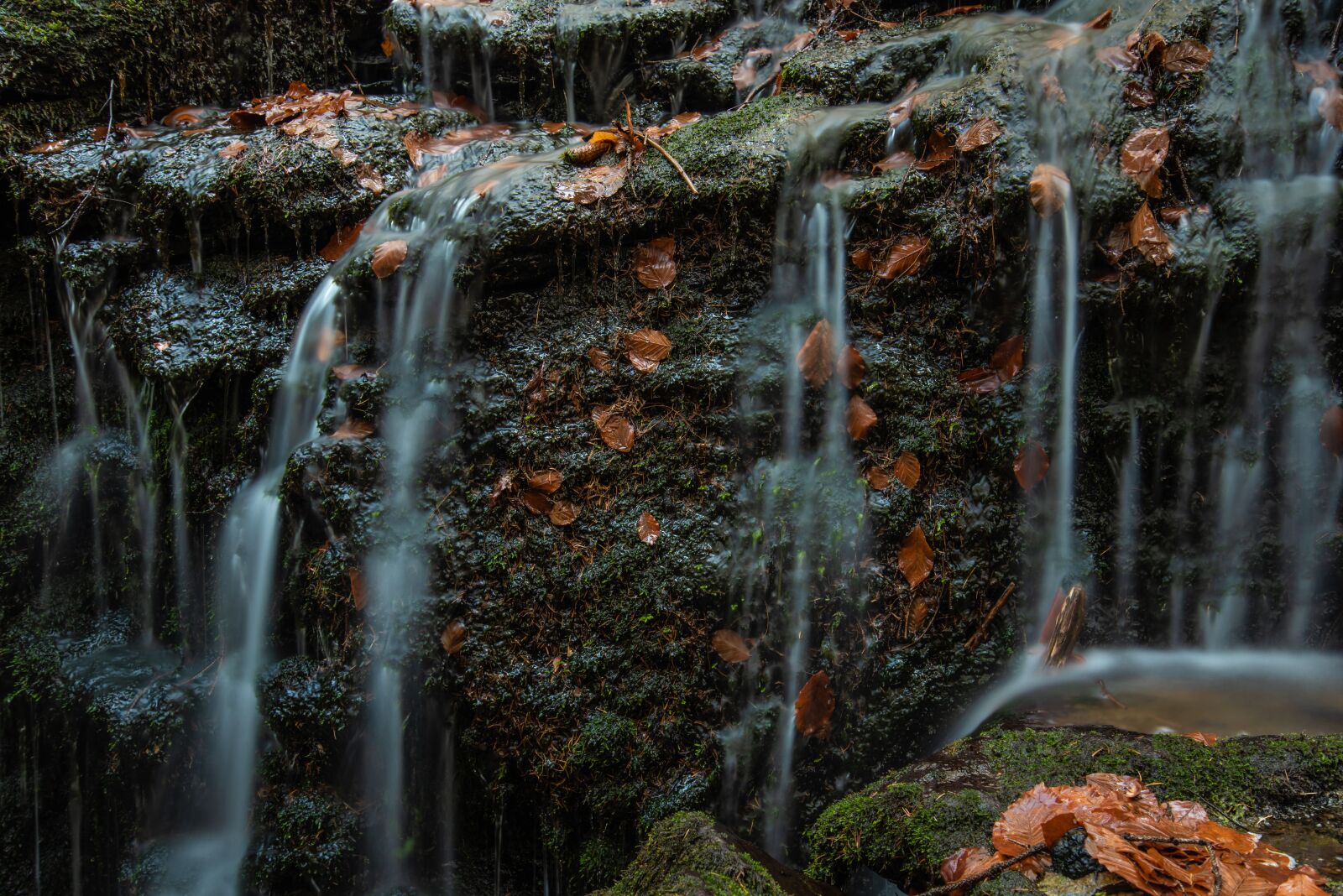 Nikon D750 sample photo. Autumn, forest, leaves photography