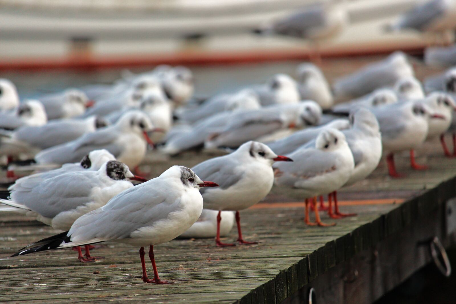 Canon EF-S 55-250mm F4-5.6 IS STM sample photo. Gulls, baltic sea, bridge photography