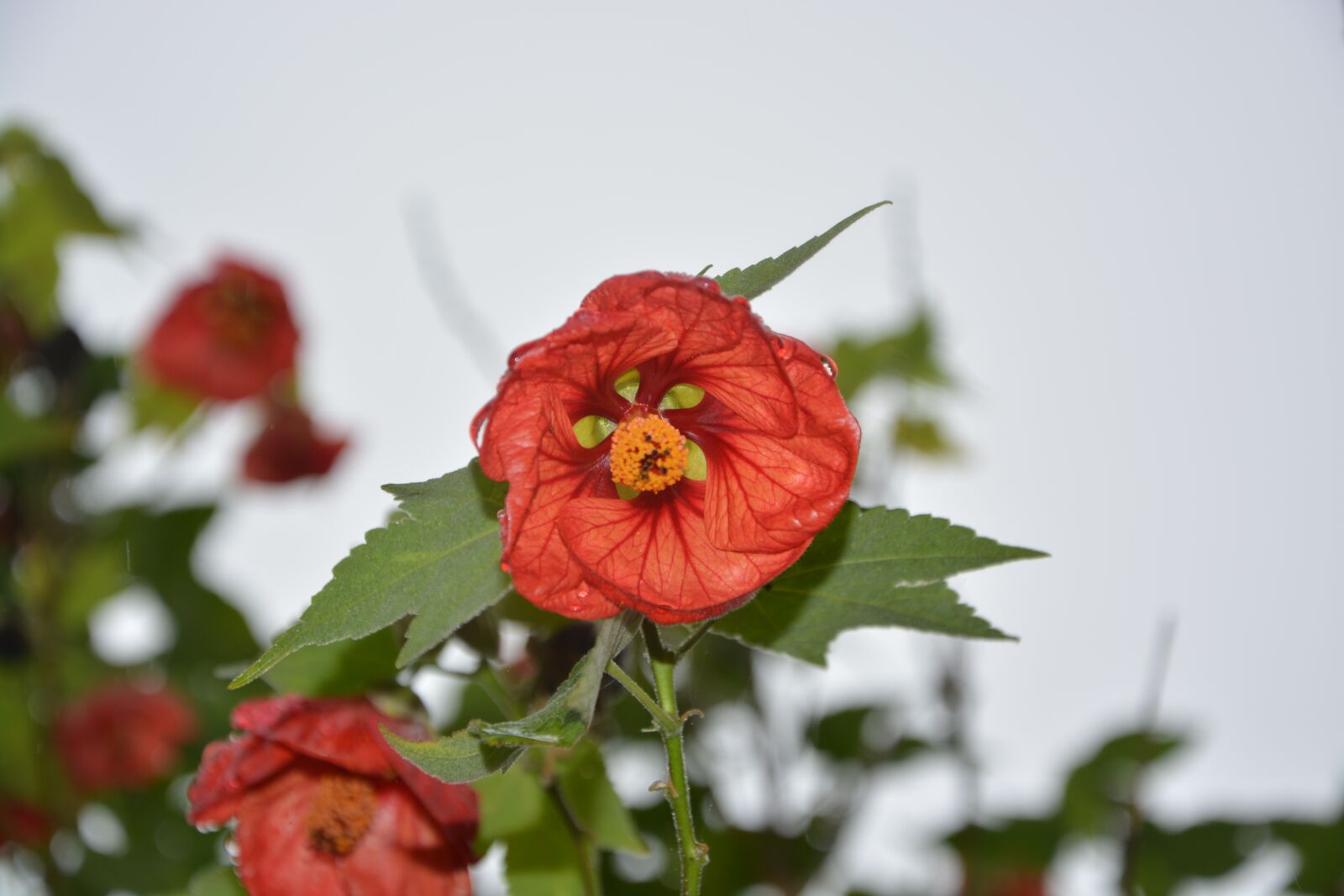 Nikon D5200 sample photo. Red flower, nature, decorative photography