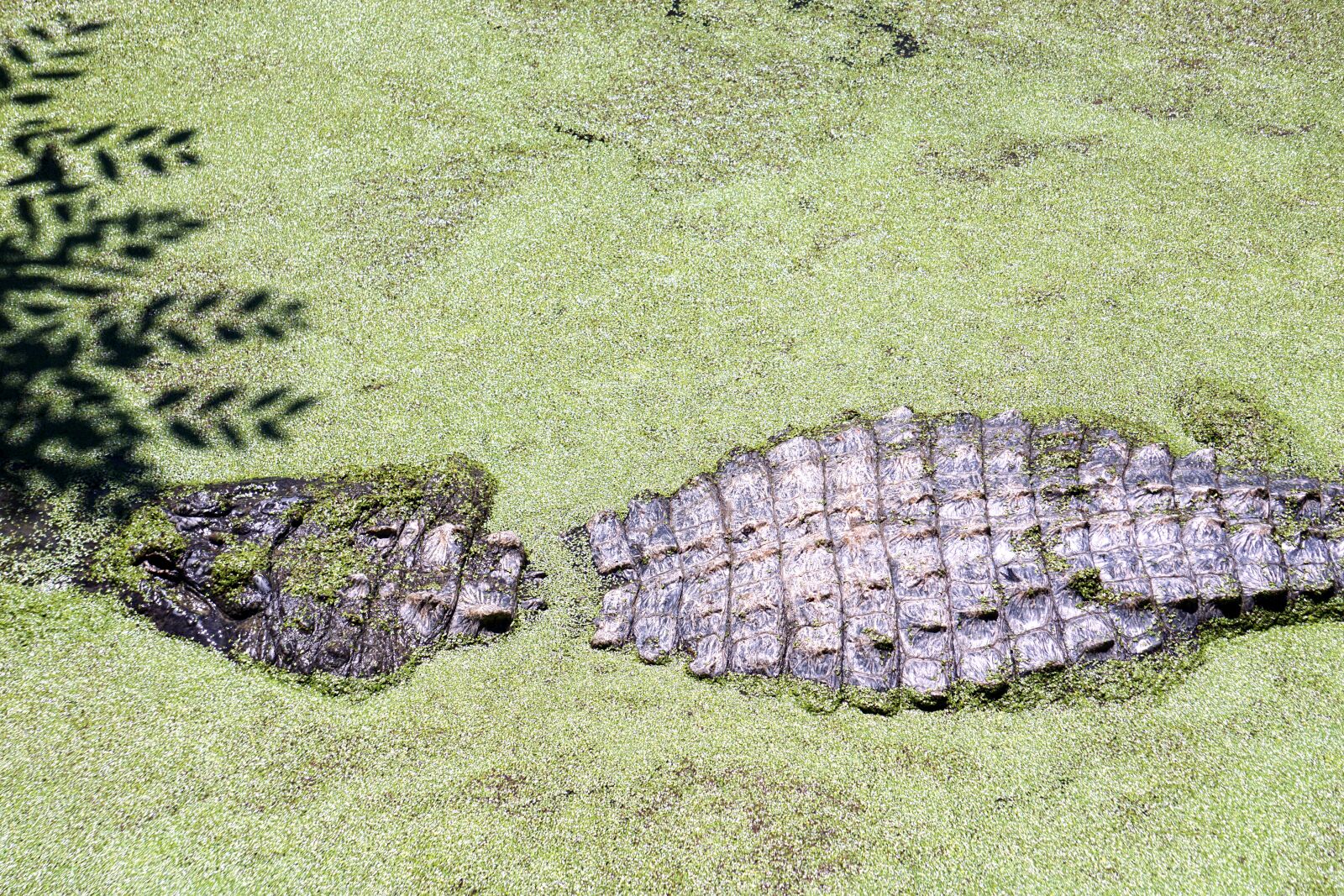 Sony E 55-210mm F4.5-6.3 OSS sample photo. Alligator, reptile, crocodile photography