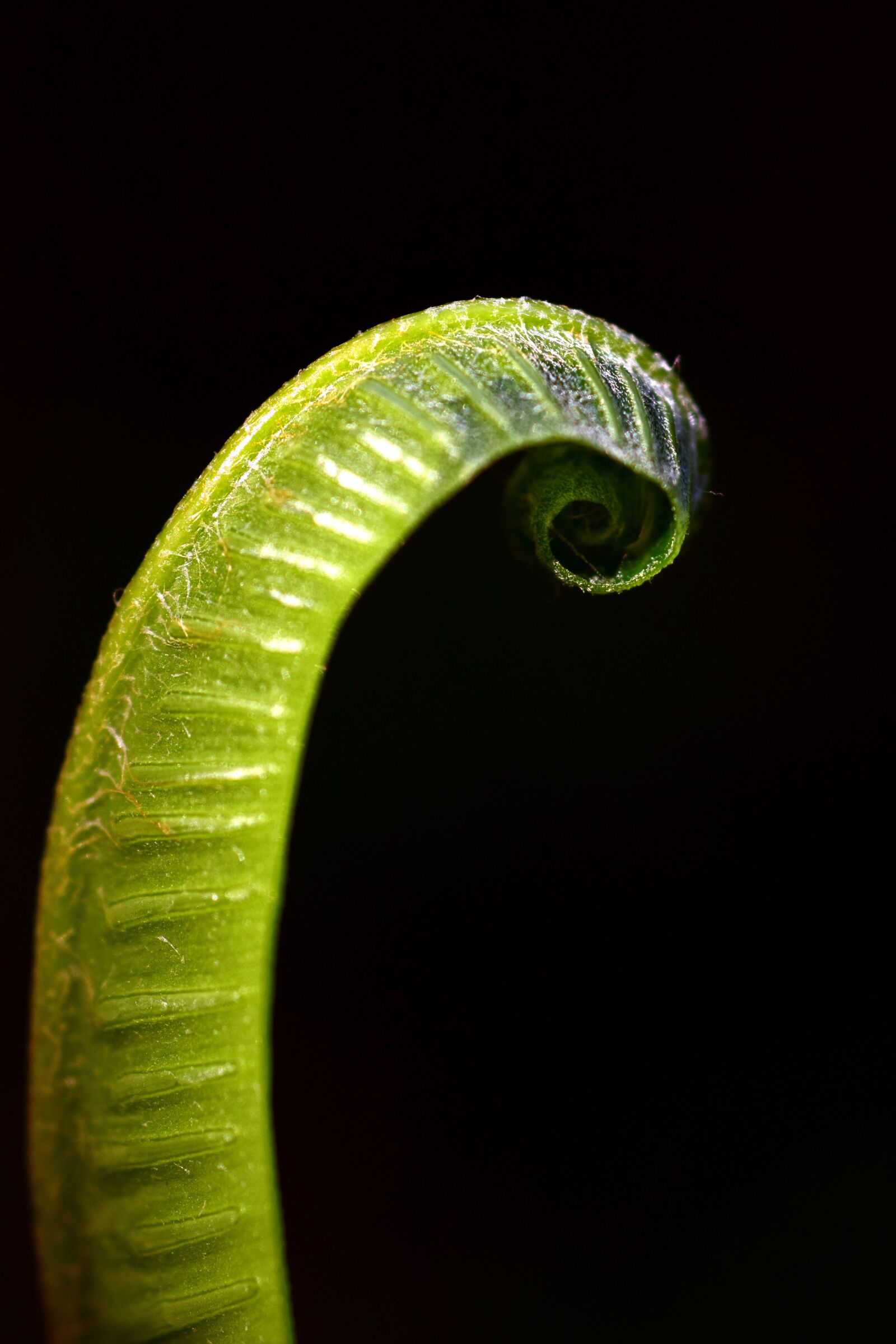 Nikon D3300 sample photo. Fern, green, plant photography