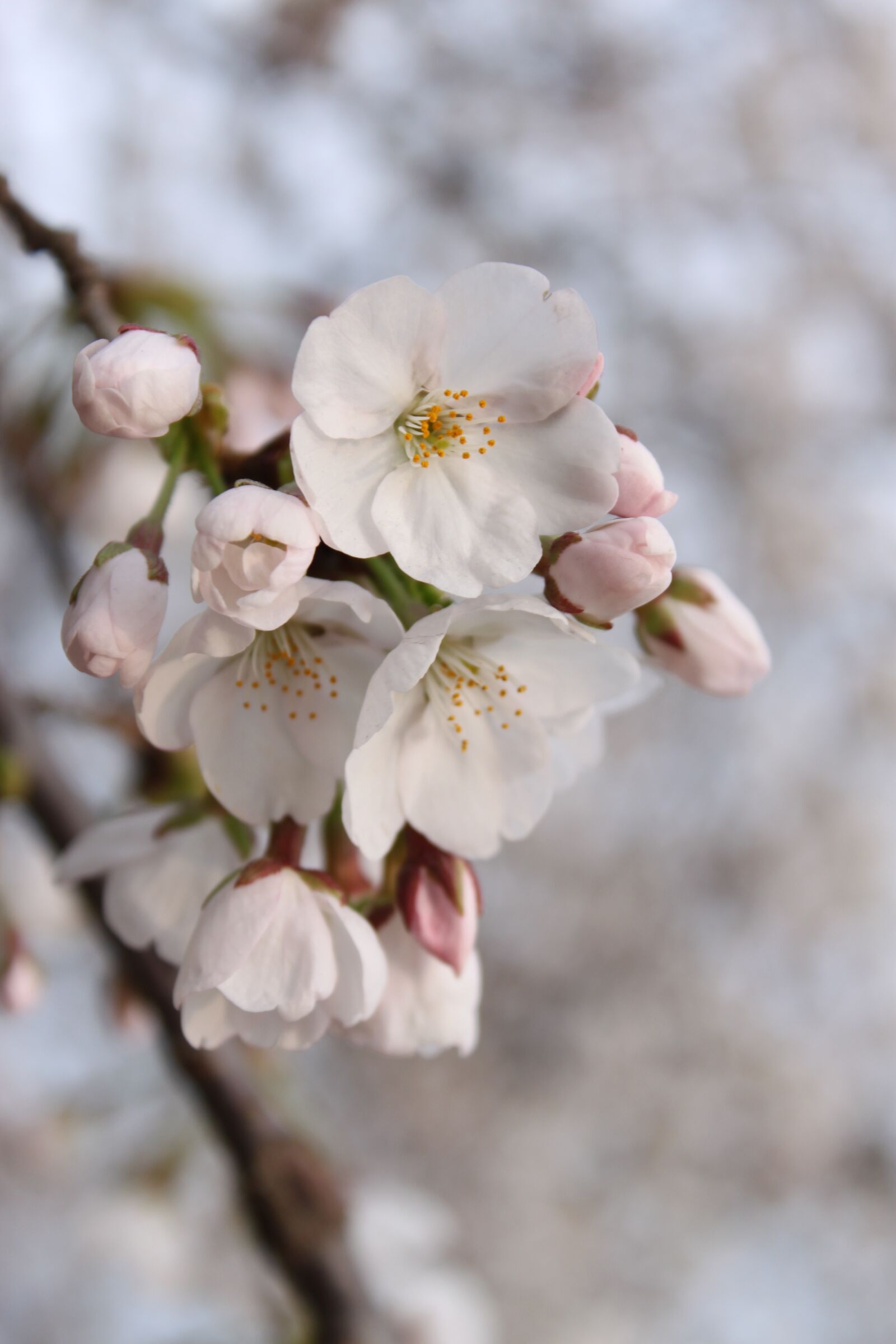 Canon EOS 500D (EOS Rebel T1i / EOS Kiss X3) sample photo. Cherry blossoms, xie, spring photography