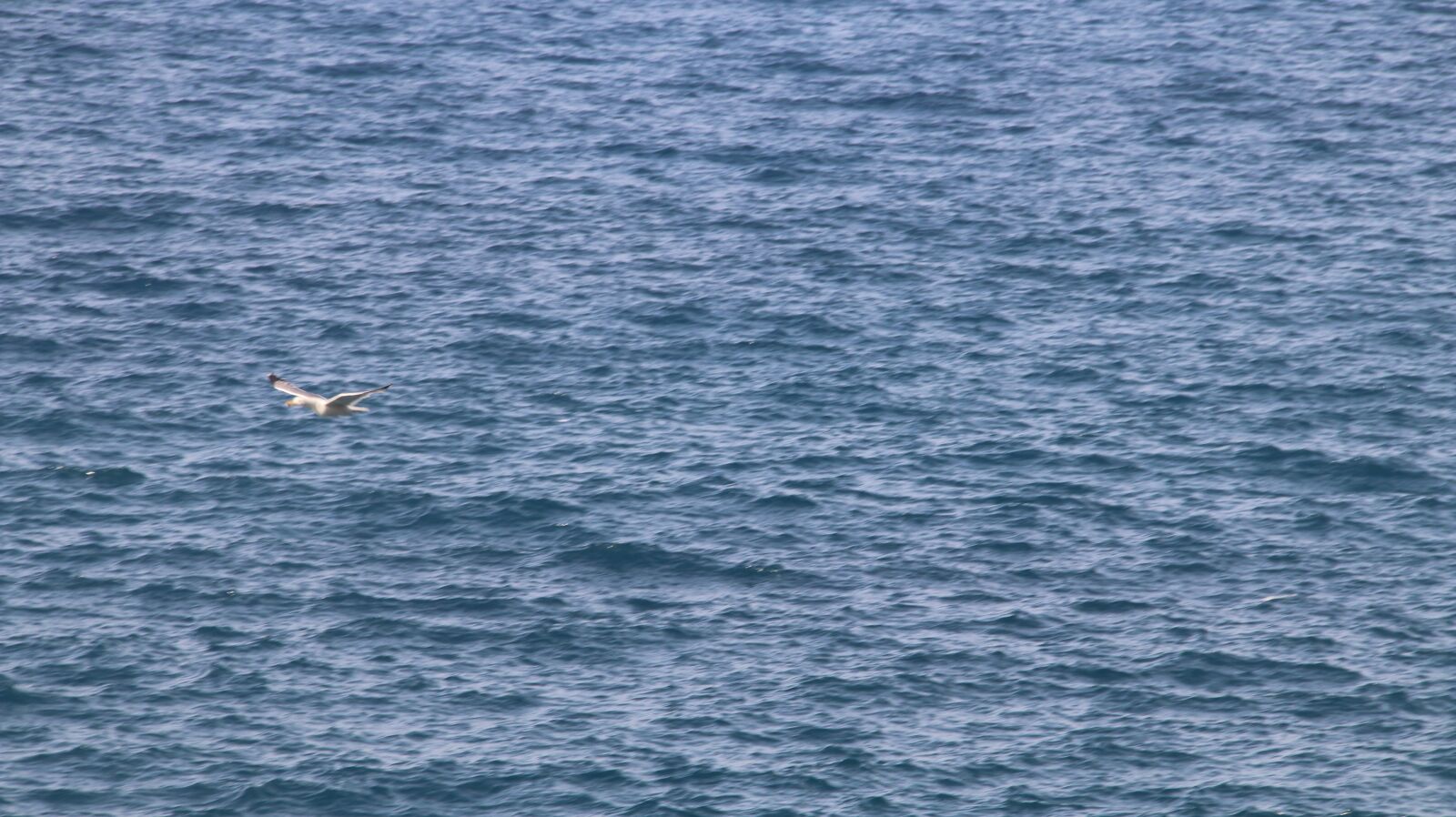 Canon EOS 70D sample photo. Beach, sea, bird photography