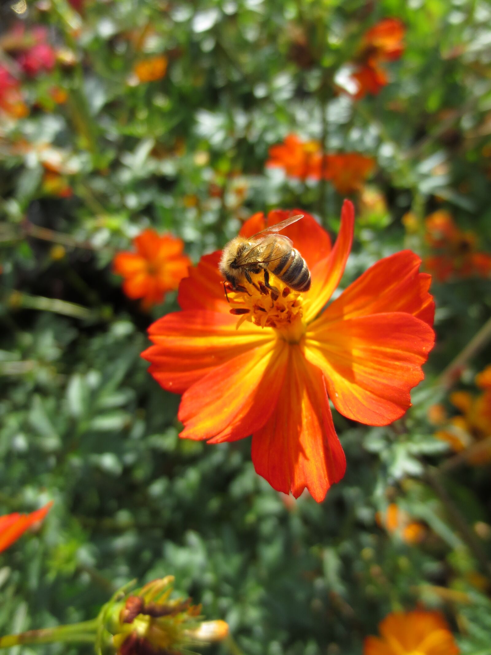 Canon IXUS 240 HS sample photo. Bee, honey bee, honey photography