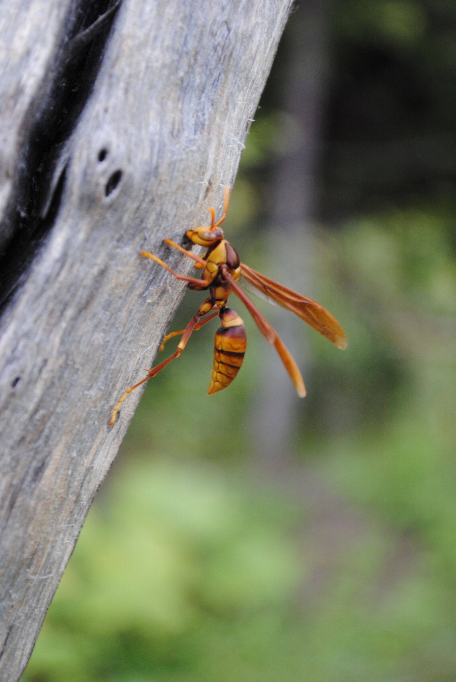 Nikon D3000 sample photo. Wasp, flying insect, insects photography