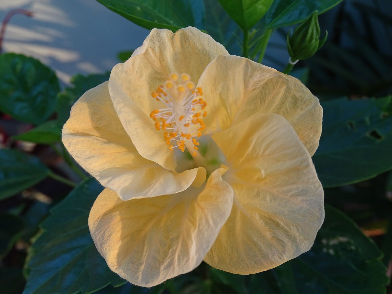 Sony Cyber-shot DSC-HX400V sample photo. Hibiscus, yellow, yellow hibiscus photography