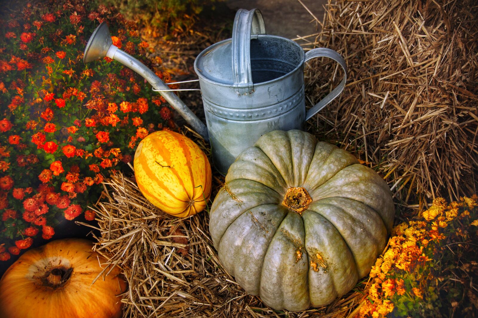 Sony SLT-A58 sample photo. Thanksgiving, pumpkins, halloween photography