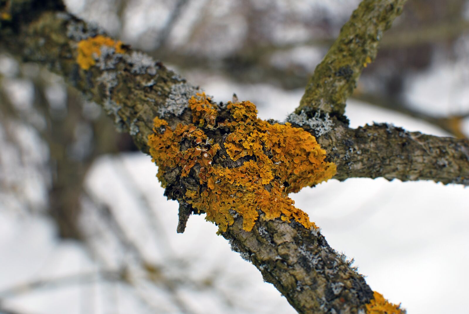 Nikon D60 sample photo. Branch, lichen, nature photography