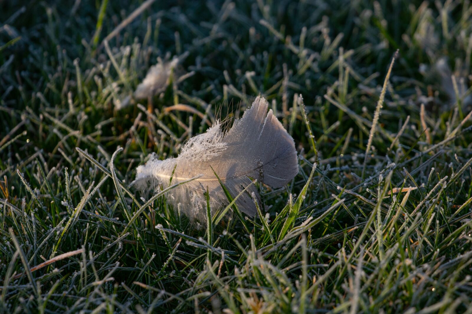 Canon EOS 7D Mark II + Canon EF 100-400mm F4.5-5.6L IS II USM sample photo. Single feather, frost, grass photography