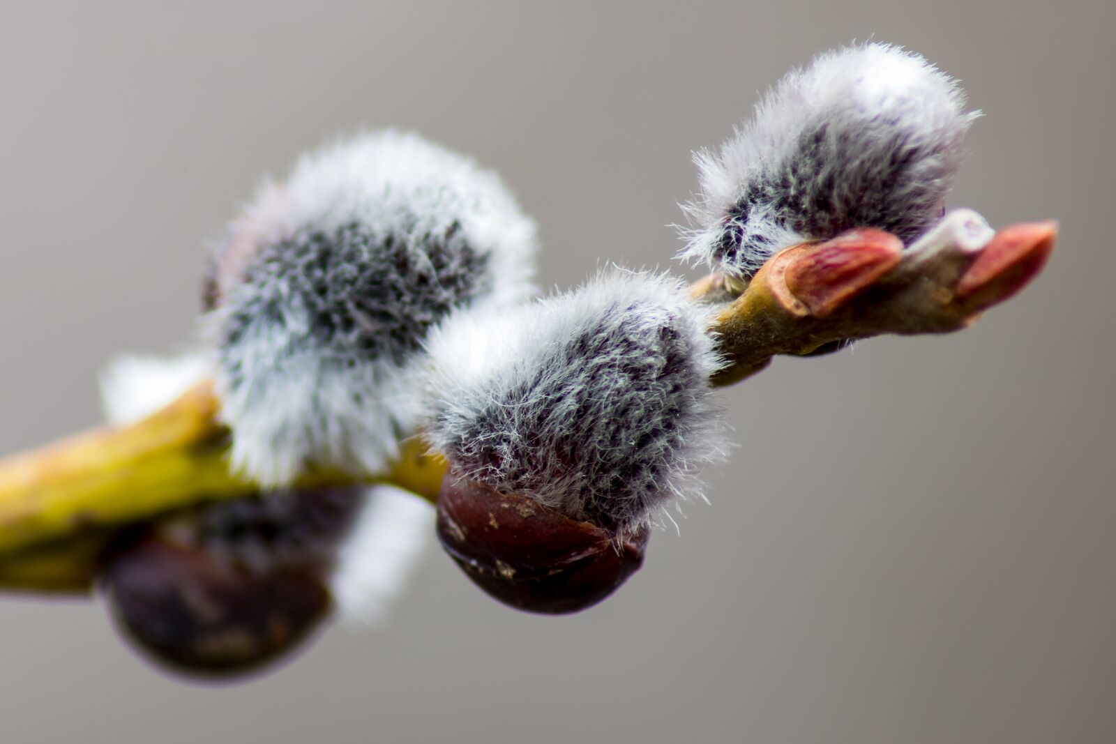 Canon EOS 750D (EOS Rebel T6i / EOS Kiss X8i) sample photo. Willow catkin, salicaceae, core photography