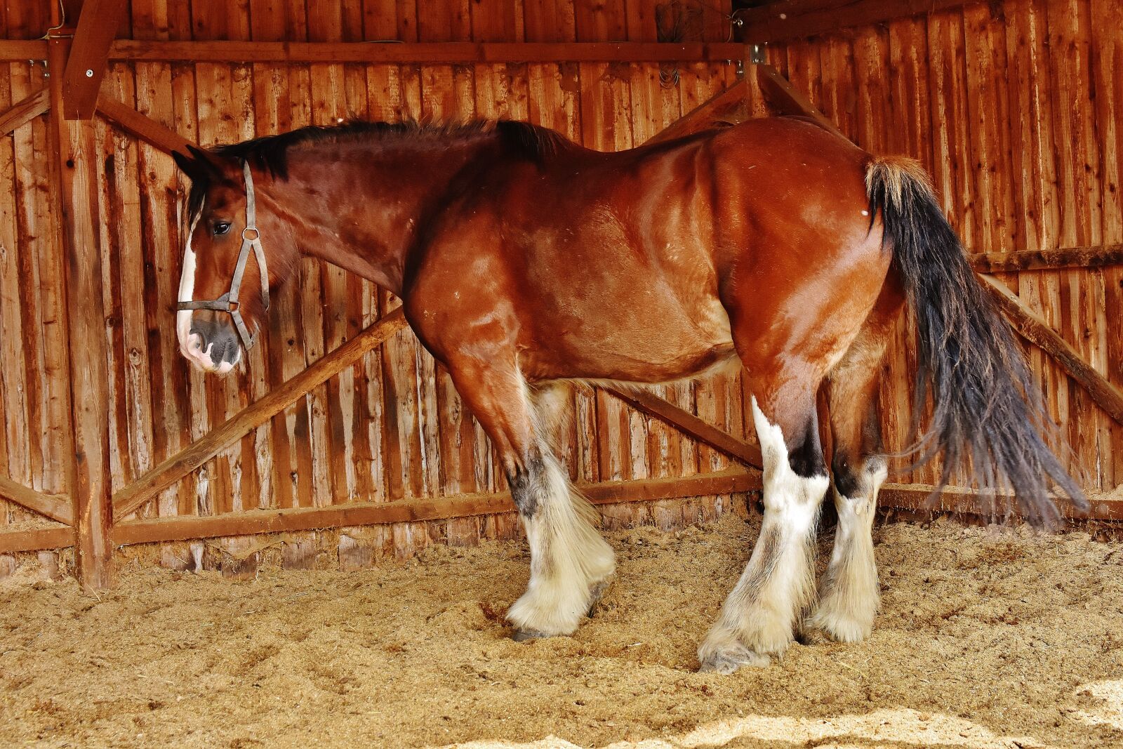 Nikon D7200 sample photo. Shire horse, horse, big photography