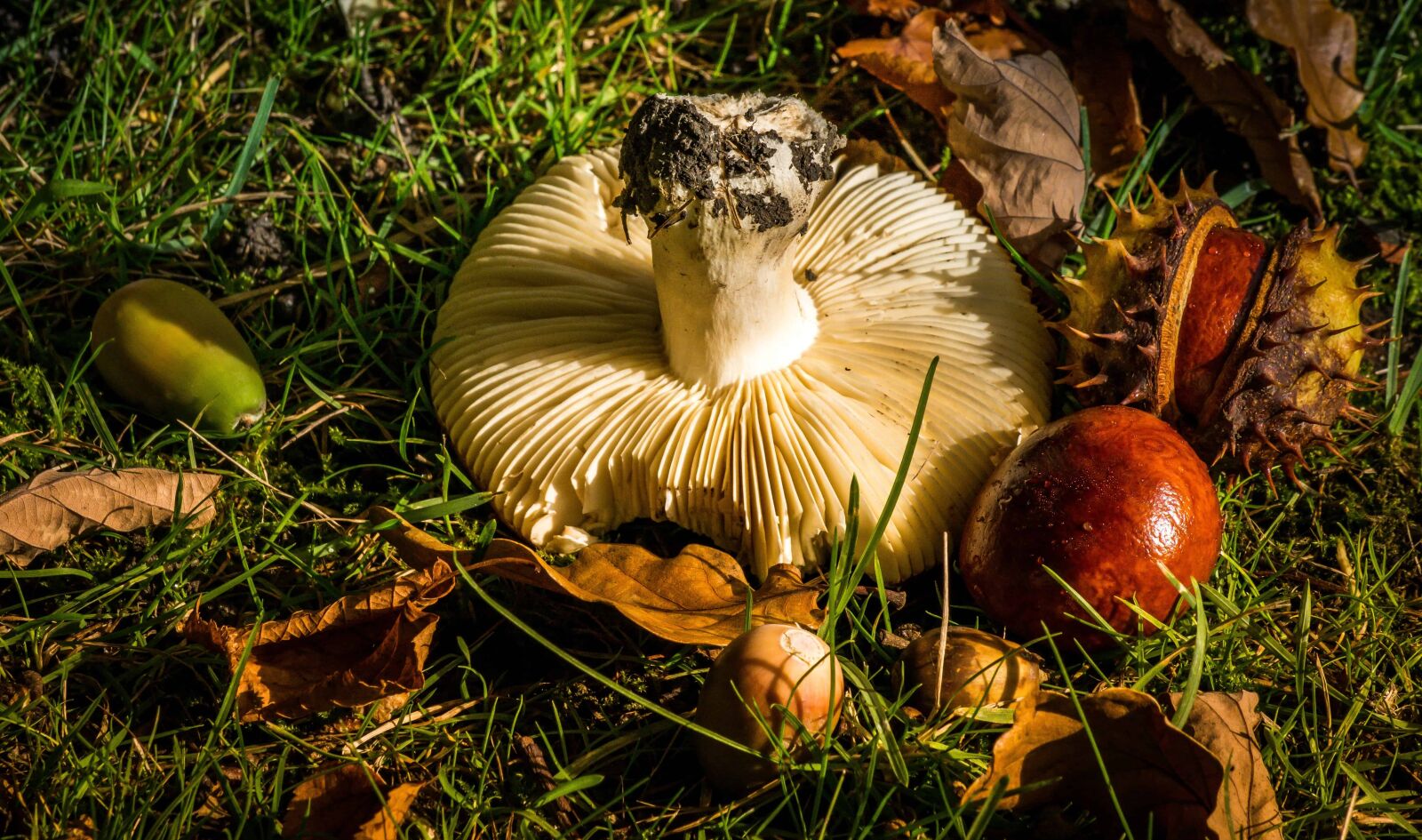 Nikon D7100 sample photo. Grass, nature, food, wood photography