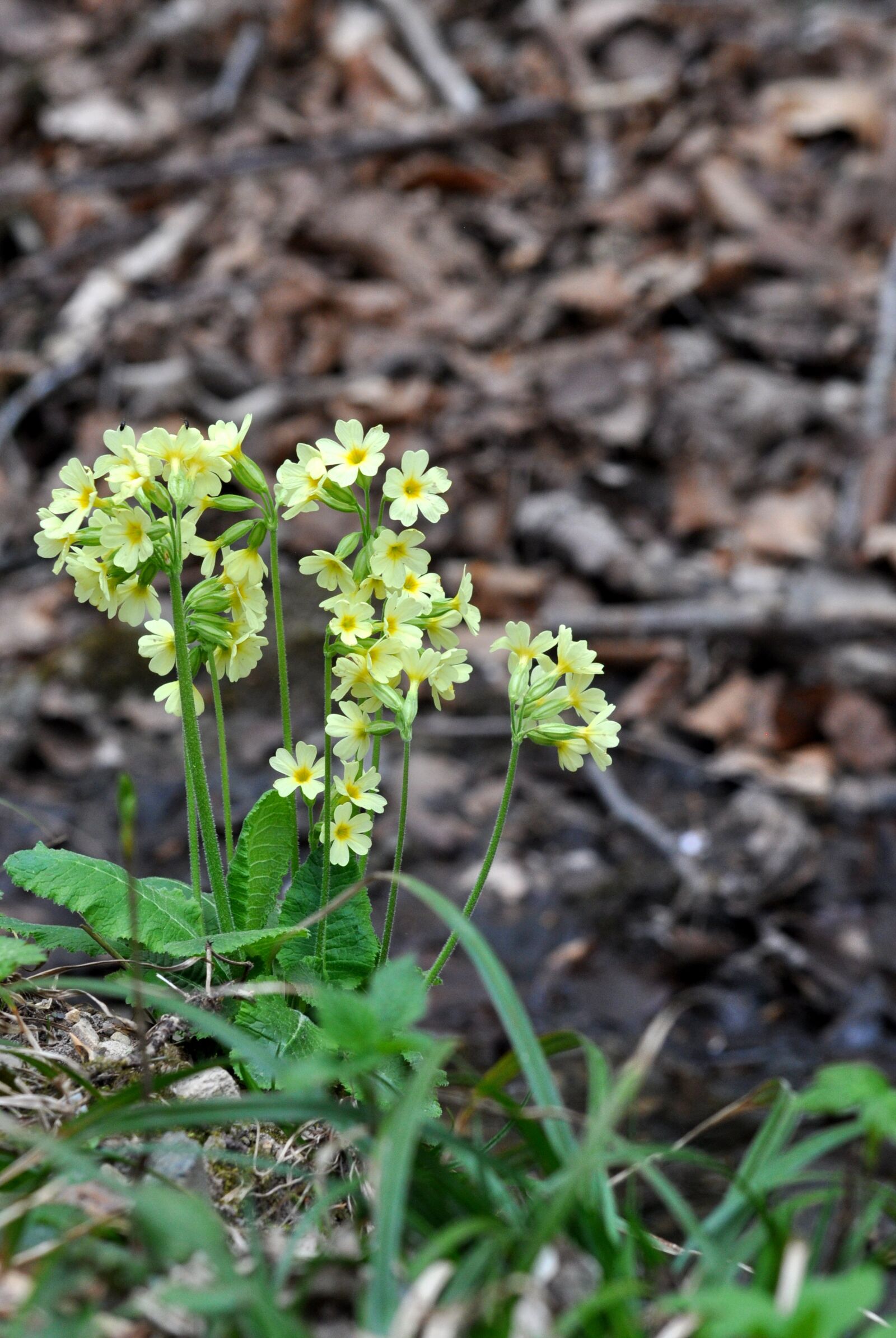 Nikon D90 sample photo. High primrose, primula elatior photography
