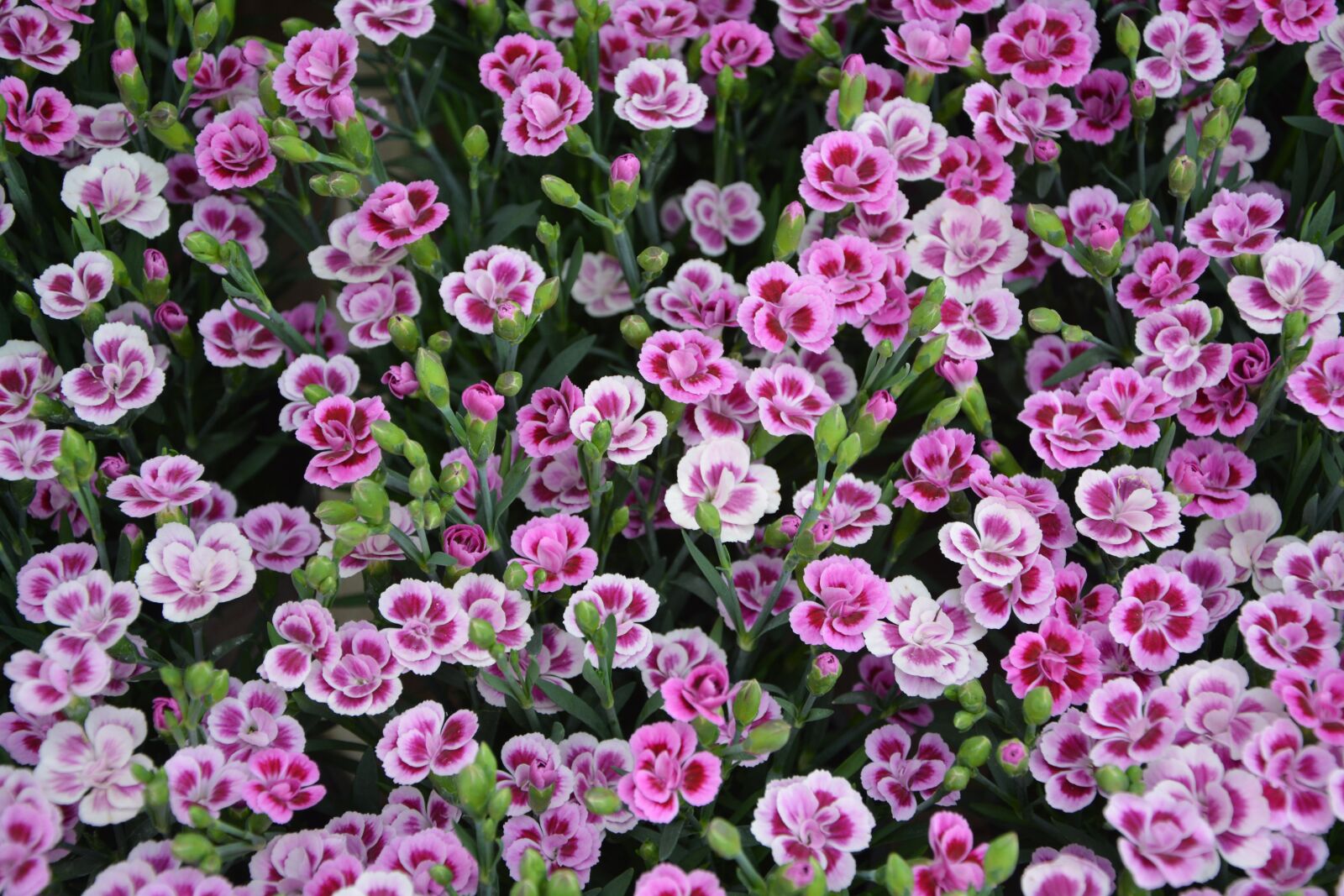 Nikon D5200 sample photo. Carnation-dwarf, flowers, roses photography