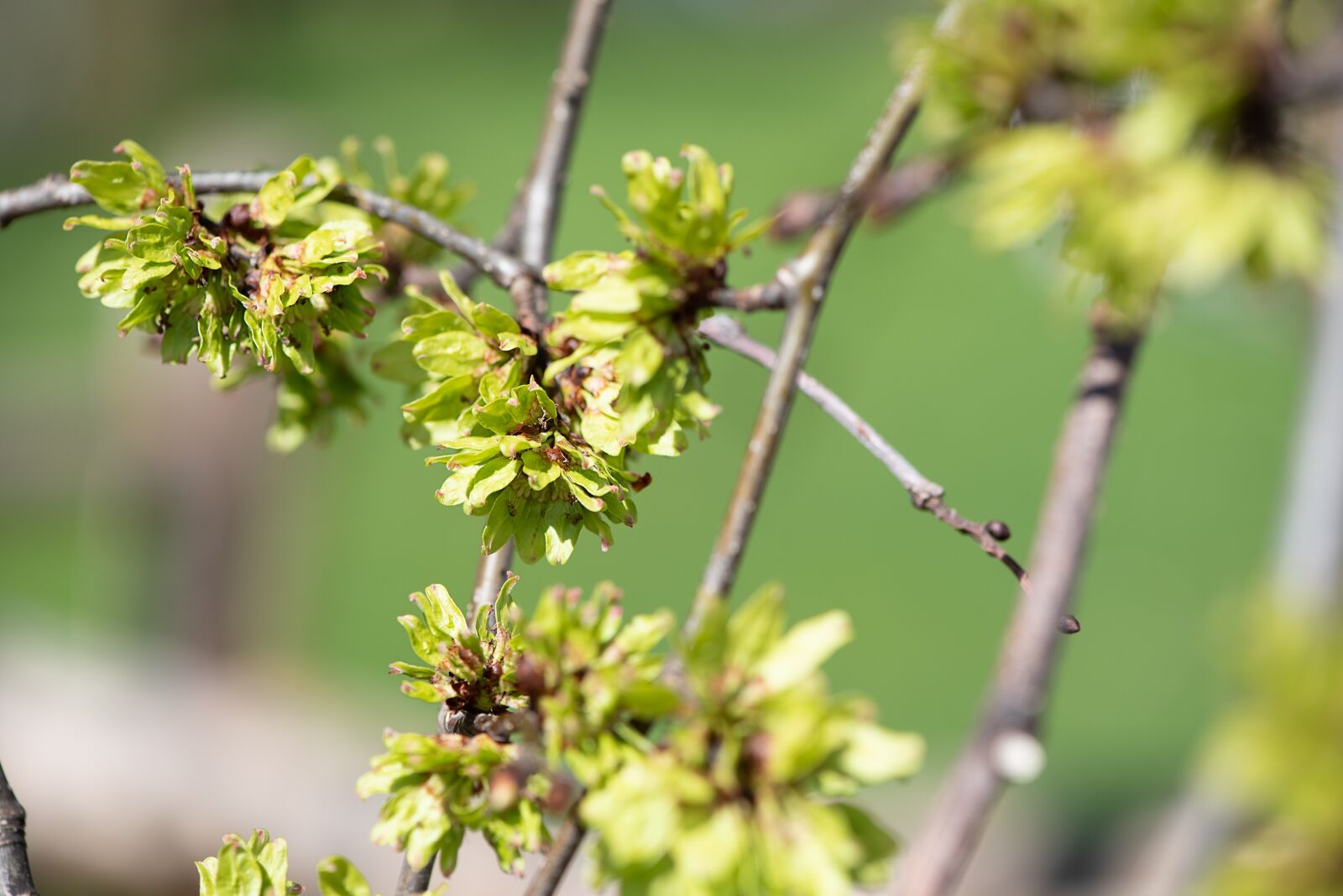 Nikon D750 sample photo. Leaves, spring, spriesen photography