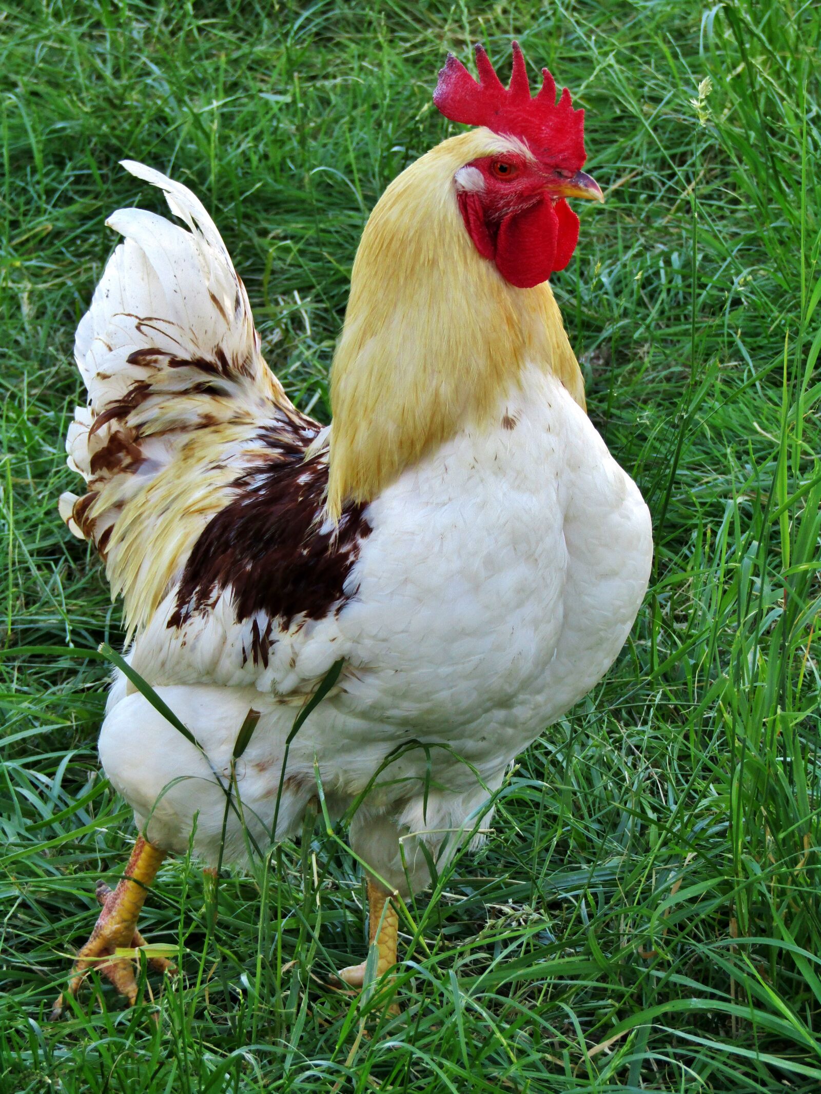 Canon POWERSHOT SX432 IS sample photo. Hahn, animal, portrait photography