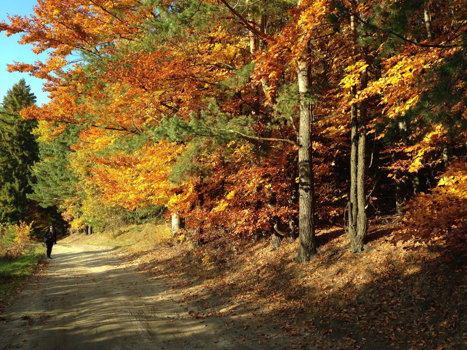 iPhone 5c back camera 4.12mm f/2.4 sample photo. Way, forest, autumn photography