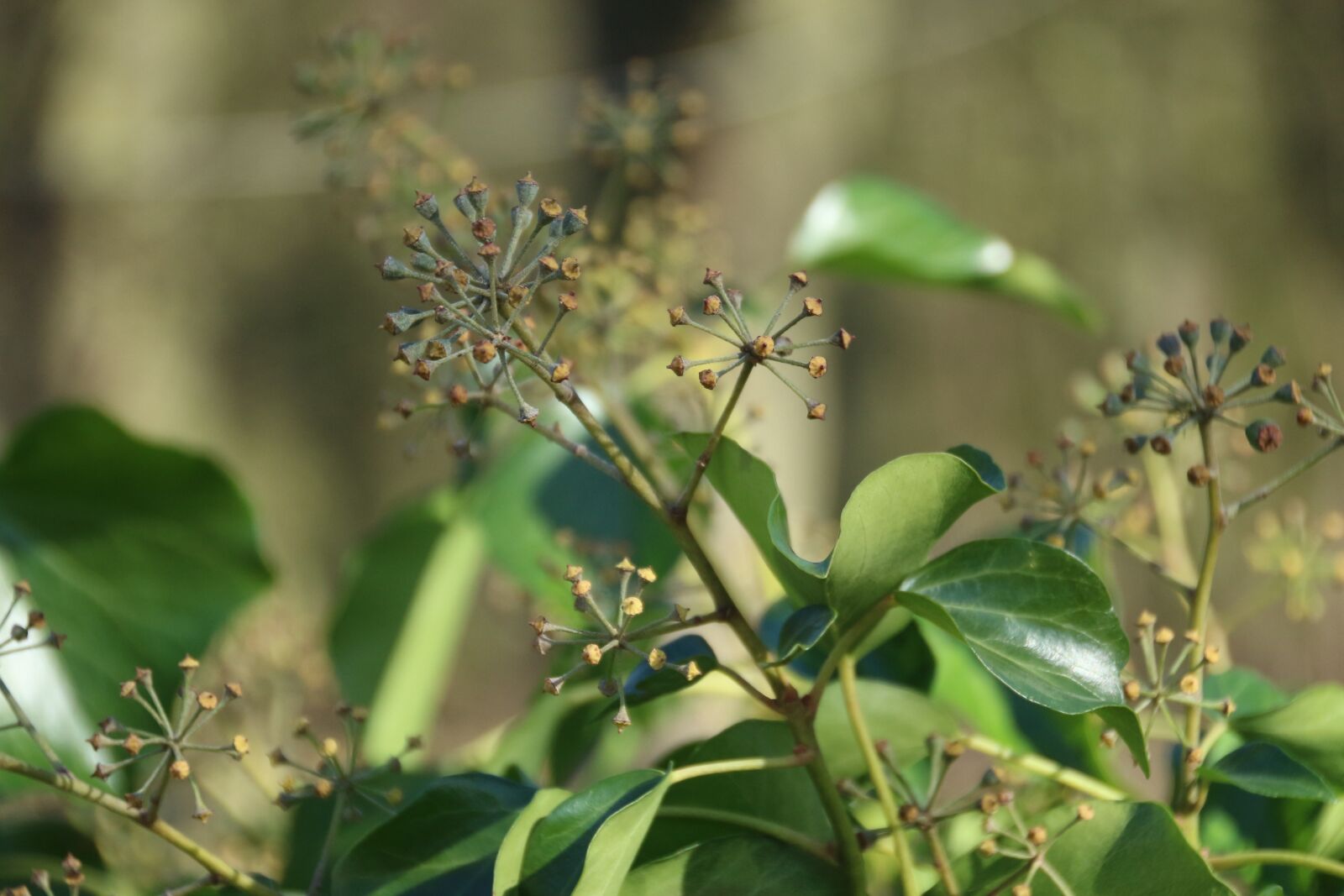 Canon EOS M10 sample photo. Nature, plant, leaf photography