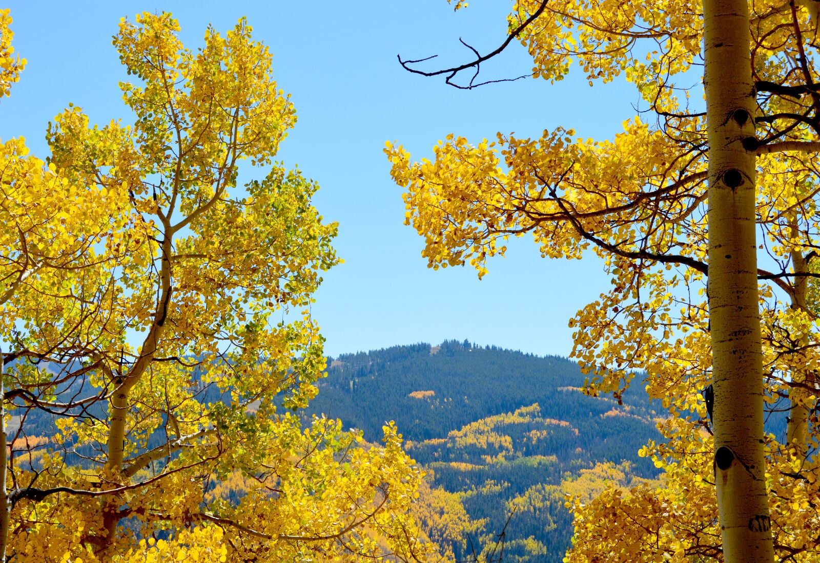 Nikon D3200 sample photo. Aspen, mountains, colorado photography
