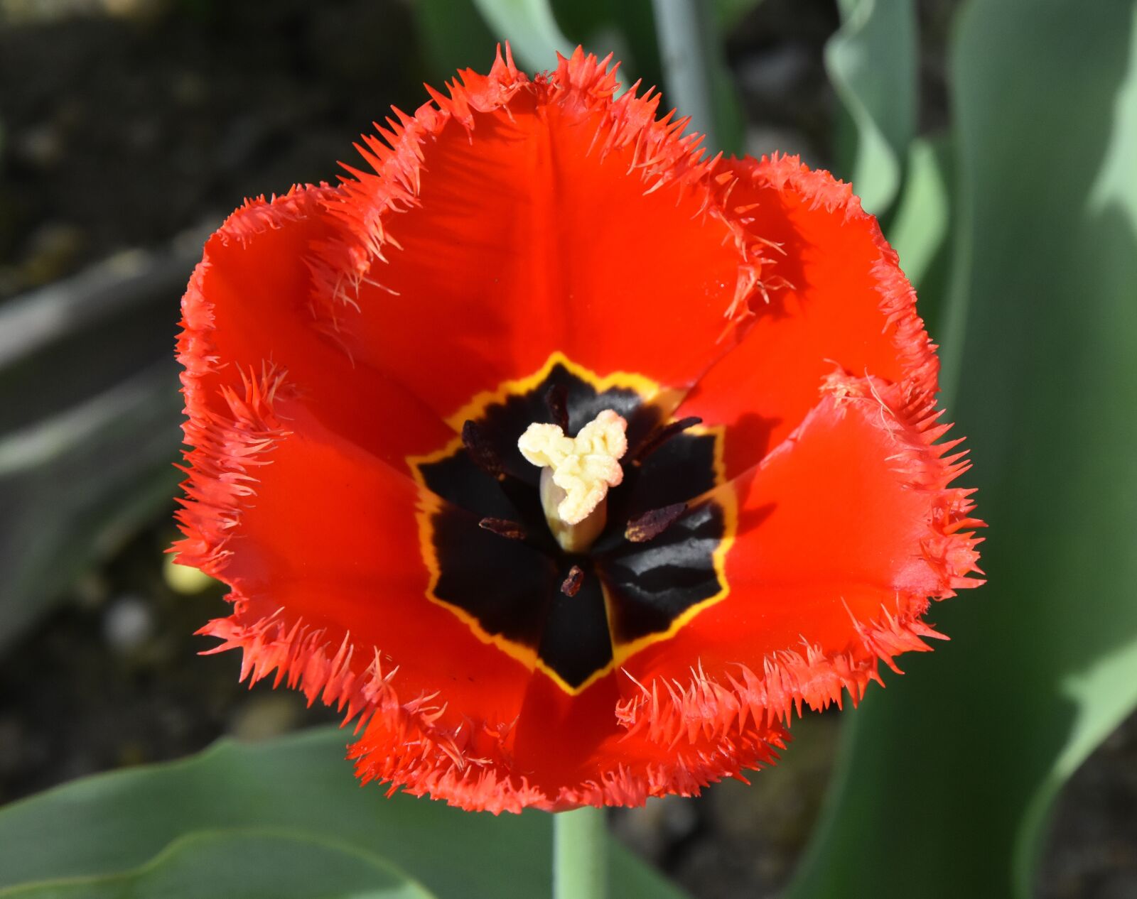 Nikon D7200 sample photo. Tulips, flowers, colorful photography