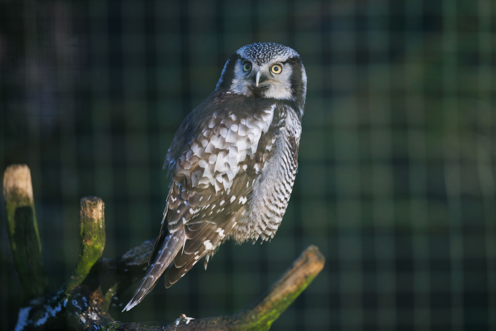 Canon EOS R5 sample photo. Ural owl photography