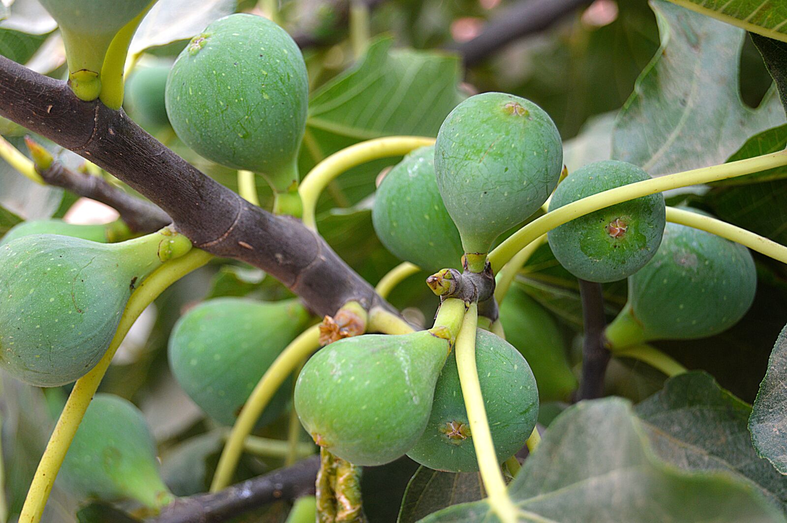 Nikon D3200 sample photo. Figs, fruit, fig tree photography