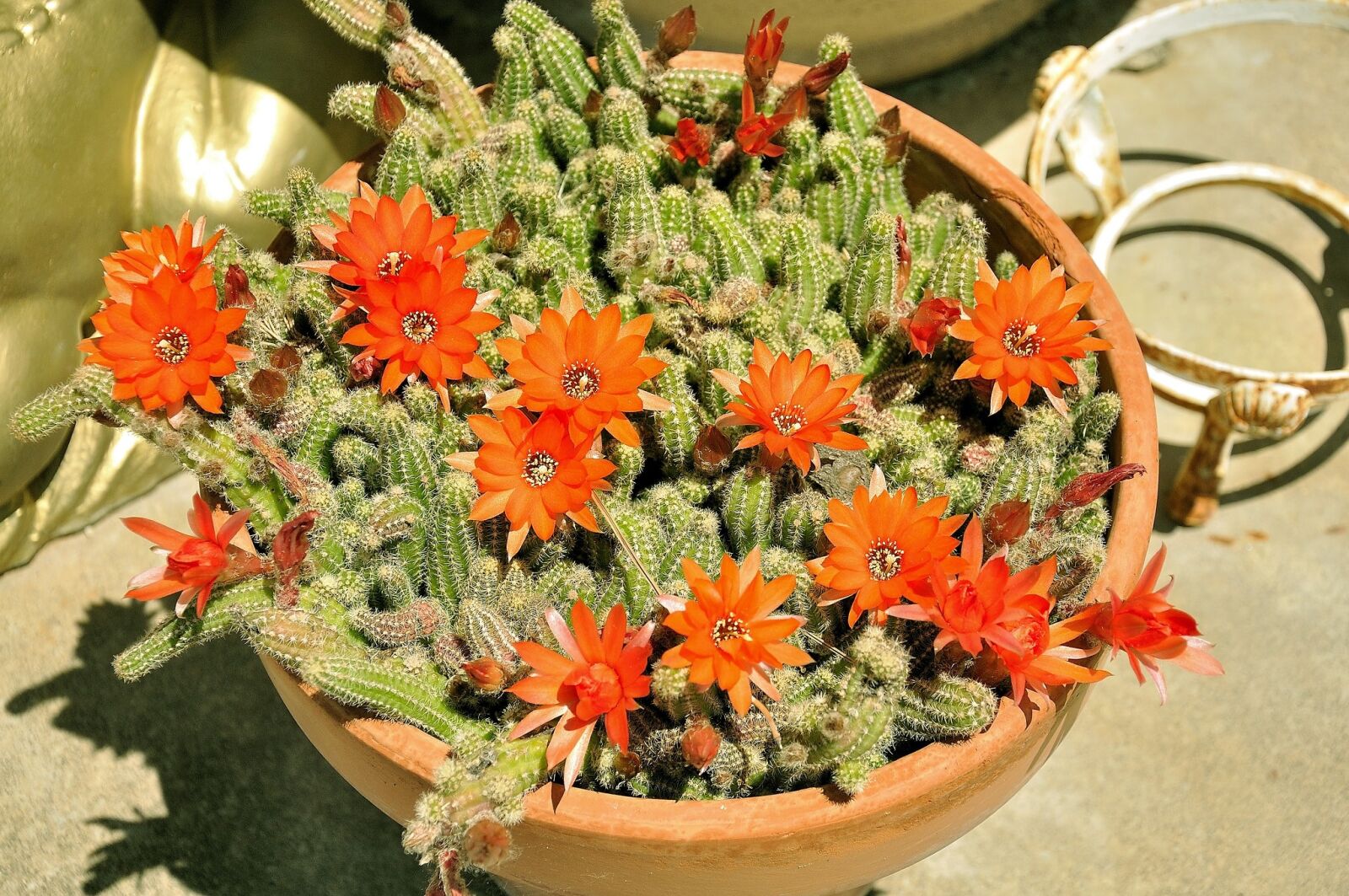Nikon D90 sample photo. Cactus, color, nature photography