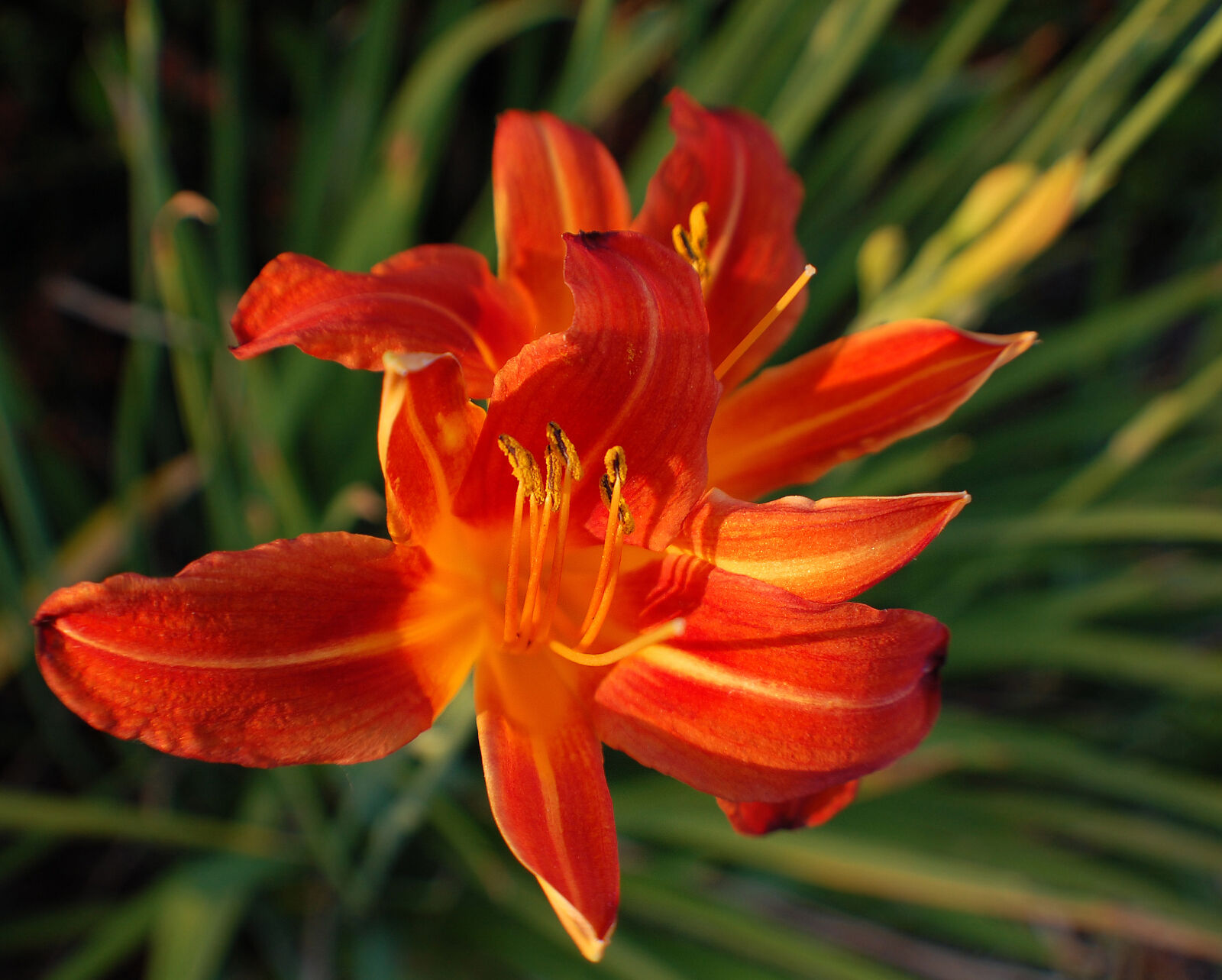 Nikon D40 sample photo. Flower, spring photography