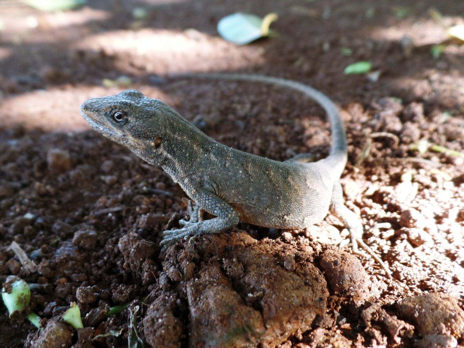 Samsung WB350F/WB351F/WB352F sample photo. Lizard, details, nature photography