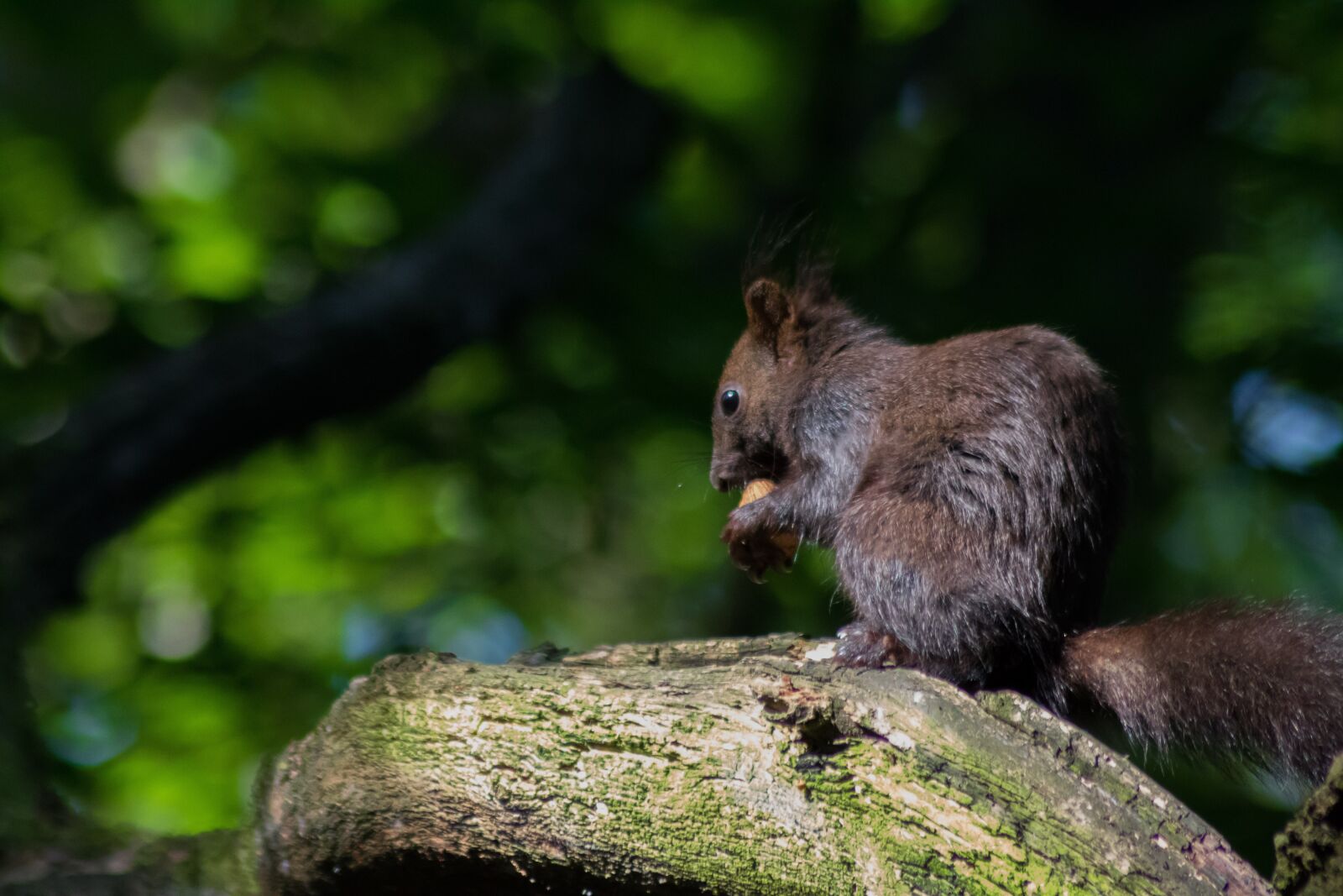 Canon EOS 750D (EOS Rebel T6i / EOS Kiss X8i) sample photo. Squirrel, tree, nager photography