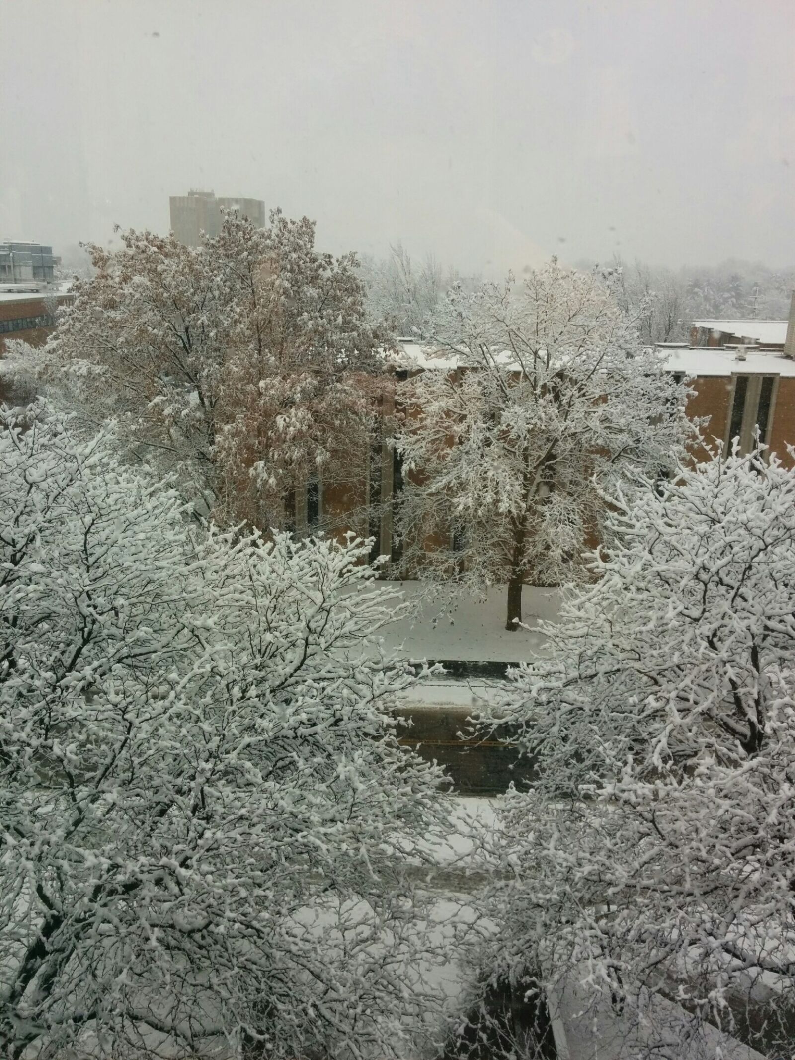 LG Nexus 5 sample photo. Snow, covered, trees, in photography
