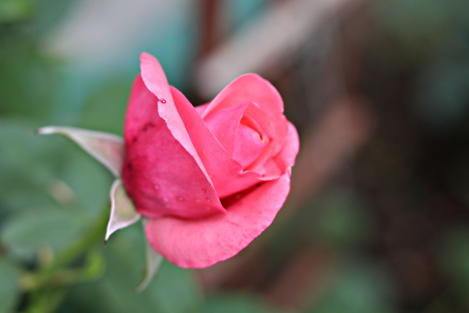 Canon EOS 80D + Canon EF 50mm F1.8 STM sample photo. Rose, flower, petals photography