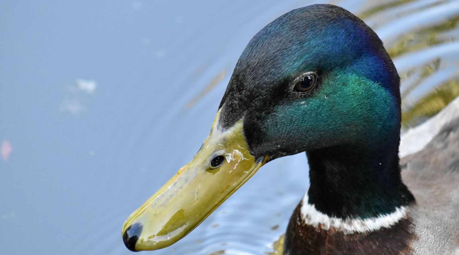 Nikon D5500 sample photo. Beak, feather, green, head photography