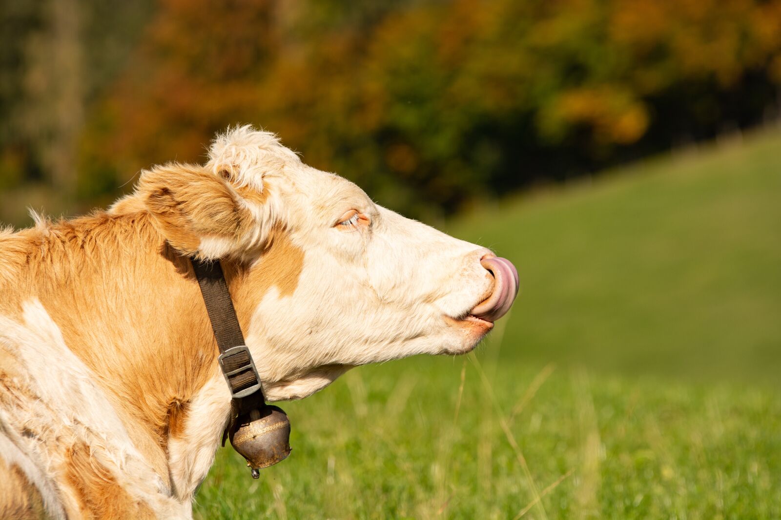 Nikon D7100 sample photo. Cow, calf, glockenkuh photography