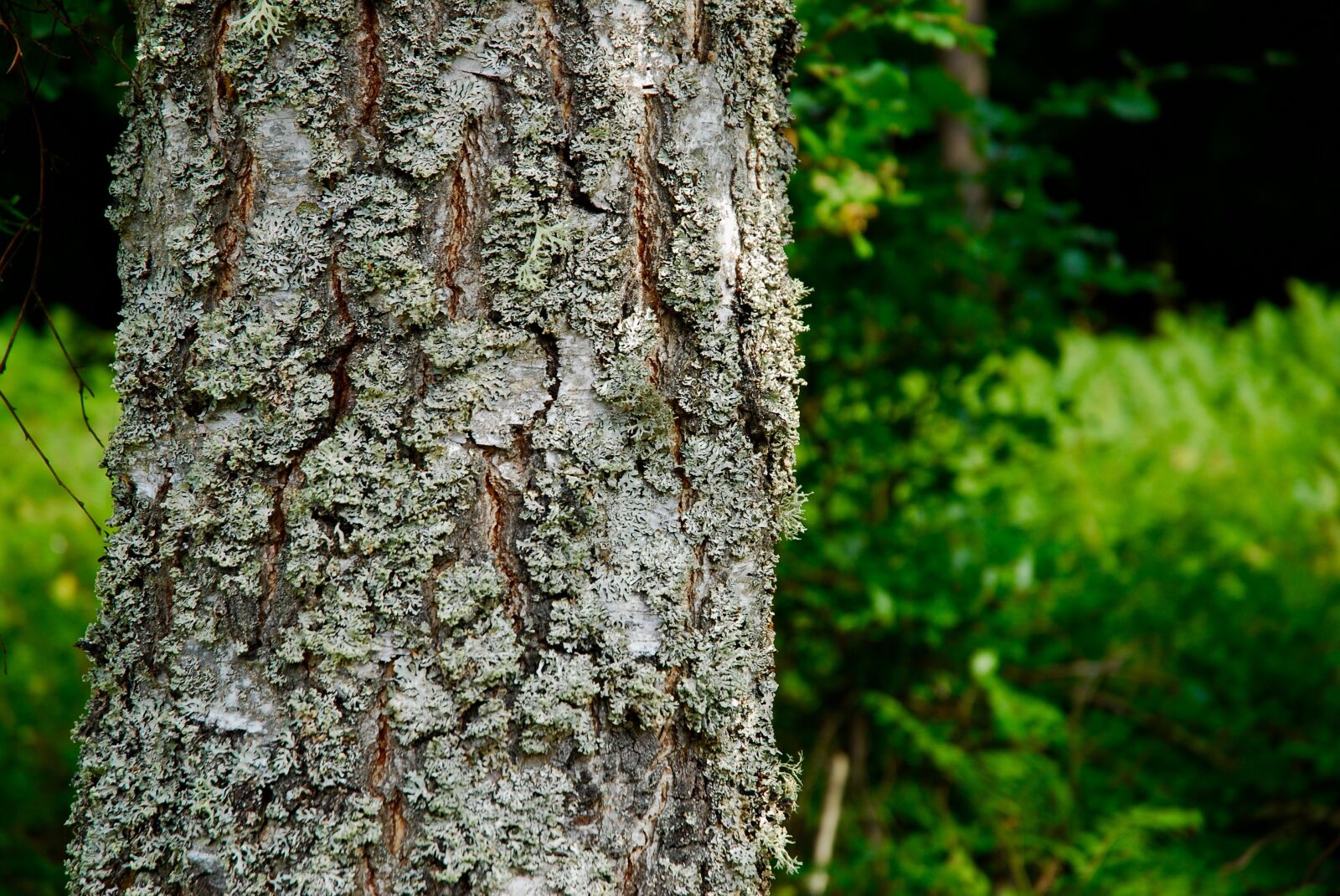 Nikon D80 sample photo. Tree, forrest, trees photography