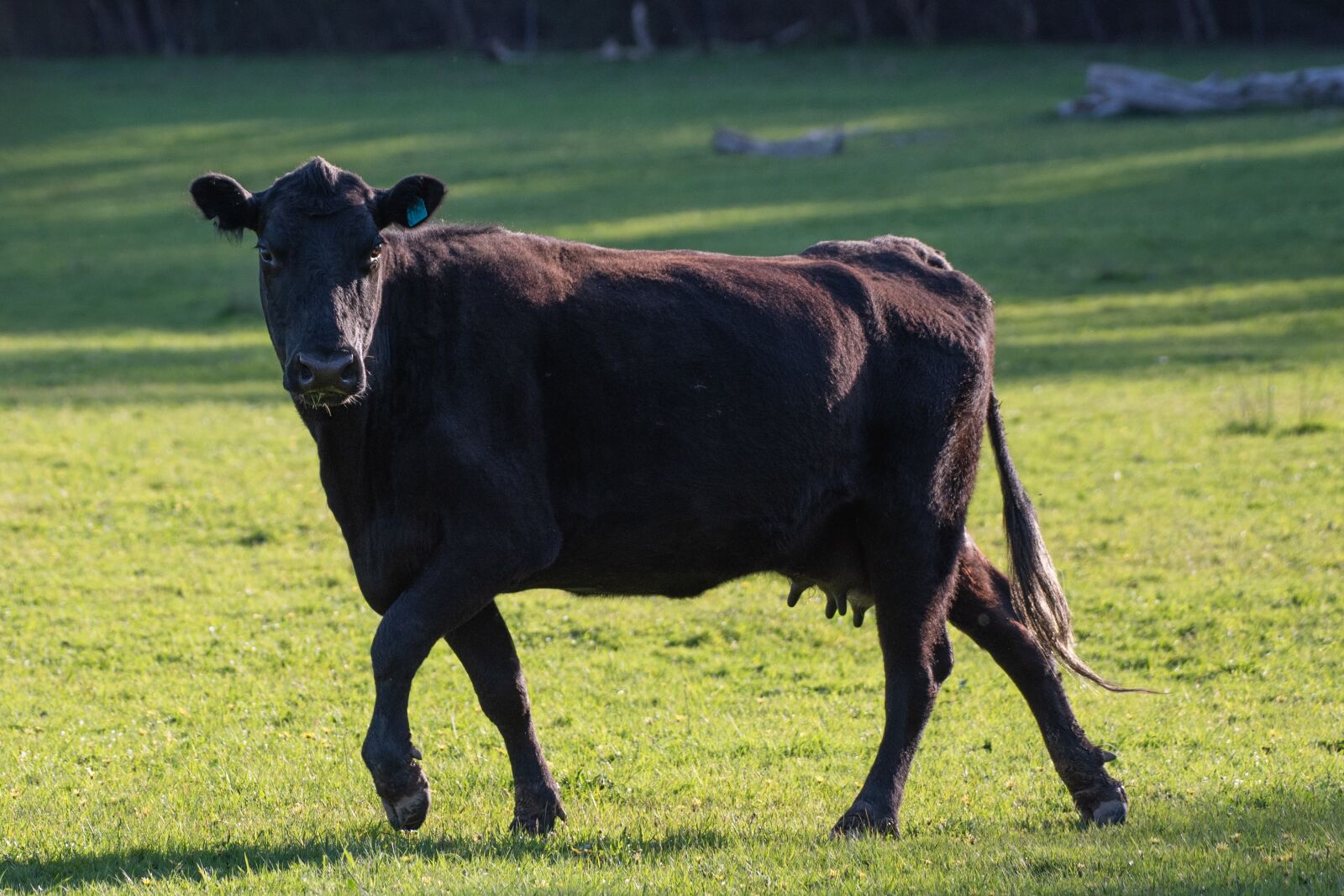 Nikon D750 sample photo. Cow, black angus, cattle photography