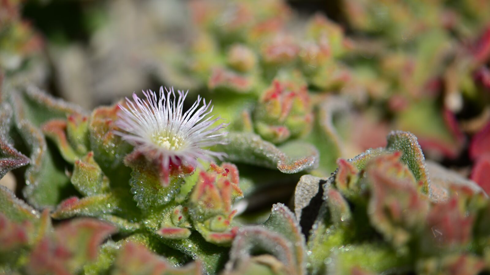 Nikon D610 sample photo. Flower, succulent, cactus photography